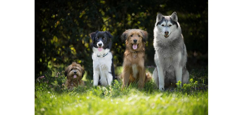 Hundebestandsaufnahme im Stadtgebiet